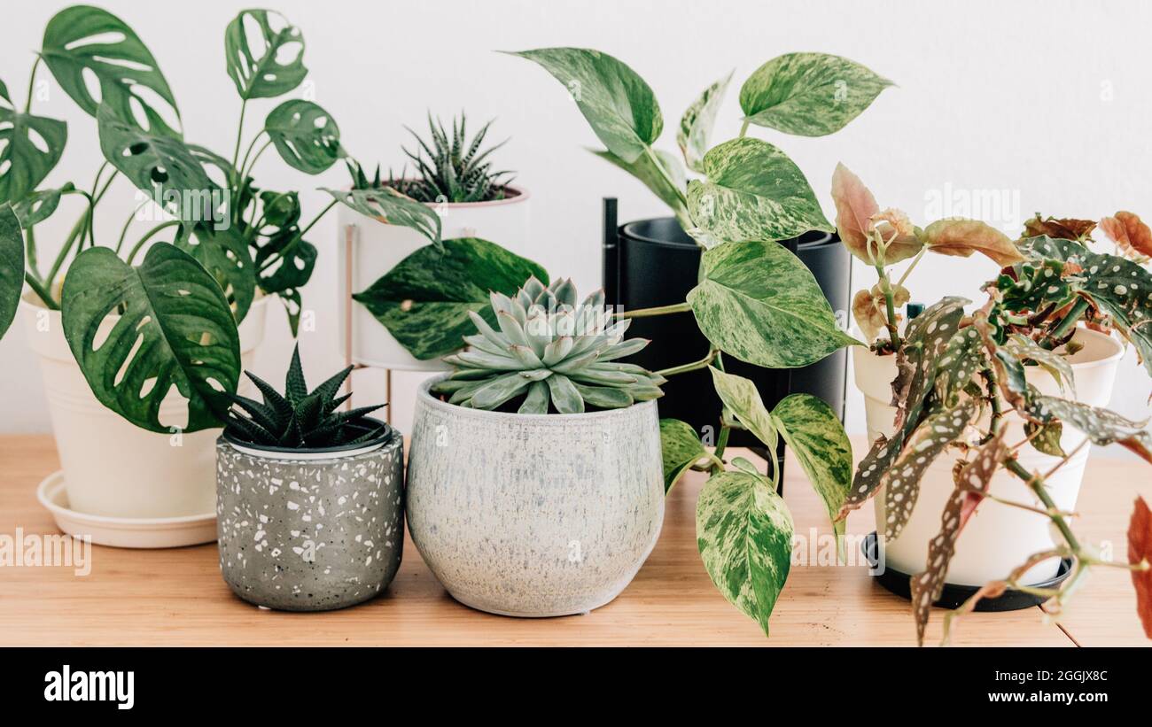 Verschiedene Zimmerpflanzen in verschiedenen Töpfen und Körben / calathea, monkeymonstera, efeuutute, Erbsenpflanze, pilea, Kaktus, Sukkulente Stockfoto