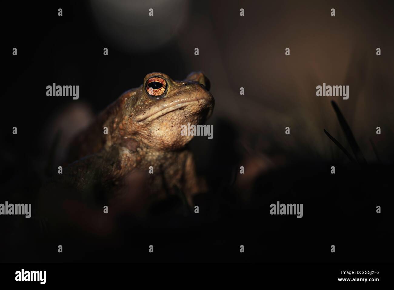 Kröte in seiner natürlichen Umgebung. Stockfoto