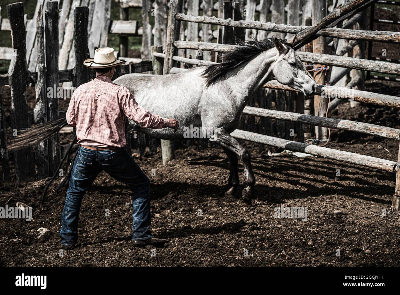 Cowboy bei der Arbeit Stockfoto