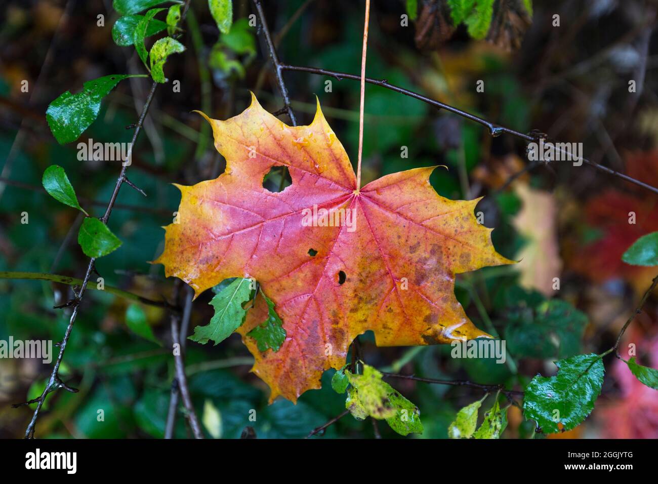 Ahornblatt Stockfoto