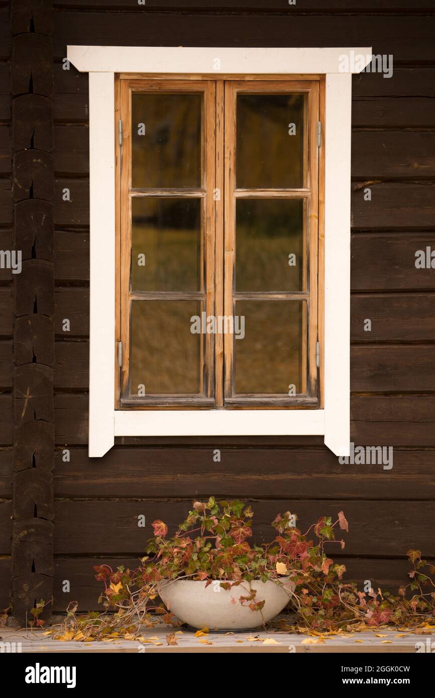 Efeu (Hedera) unter dem karierten Fenster, herbstliche Blätter, großer ovaler Blumentopf, dunkler Holzwandhintergrund Stockfoto