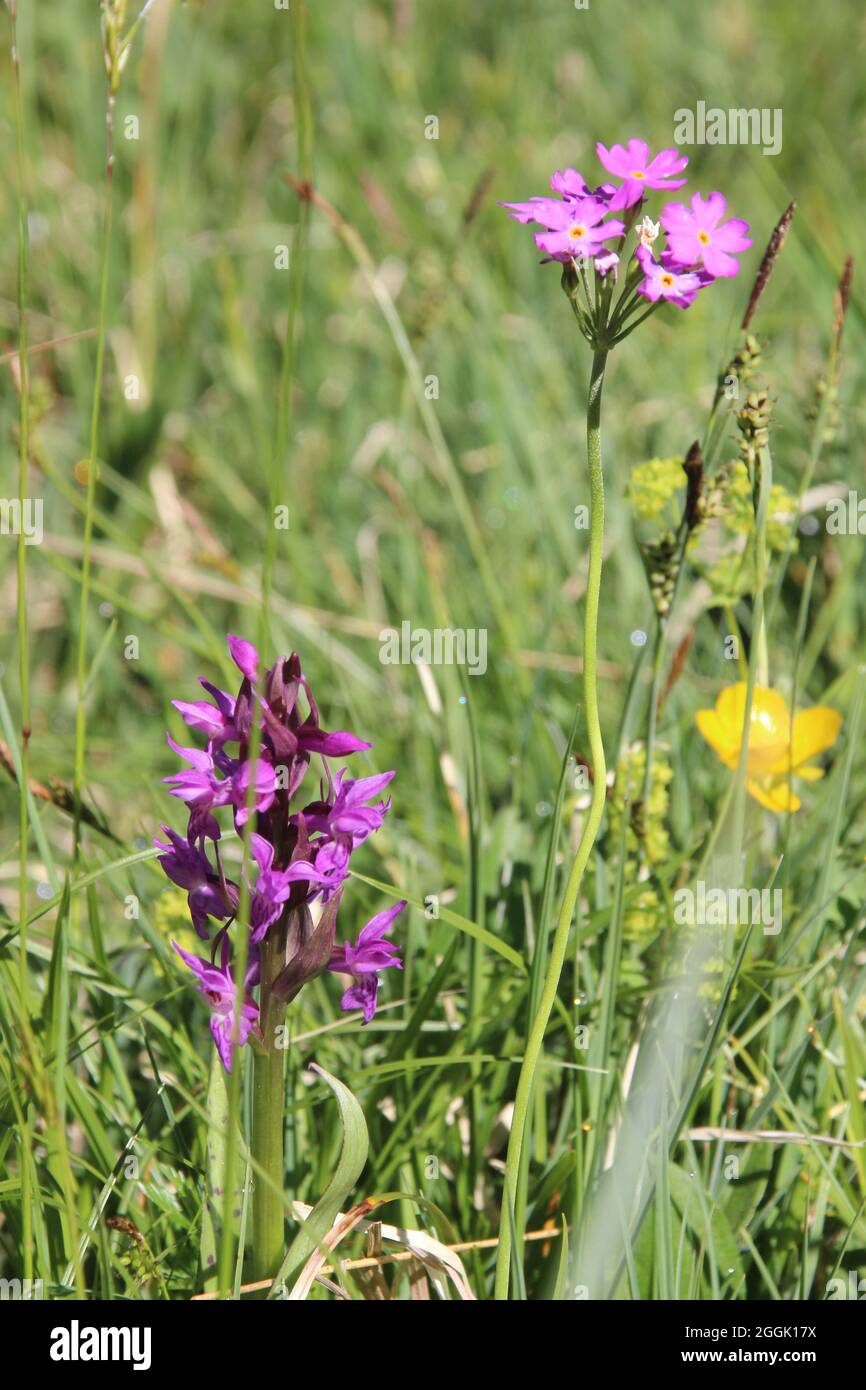 Alpenblumenwiese, im Sommer am Ferchensee bei Mittenwald, Oberbayern, Werdenfelser Land, Bayern, Deutschland Stockfoto