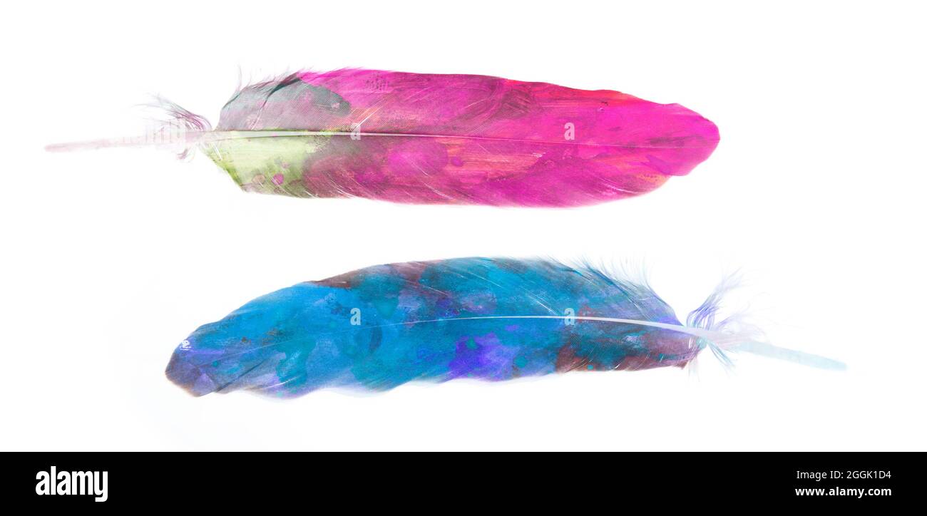 Blaue und rosafarbene Feder in Aquarell Stockfoto