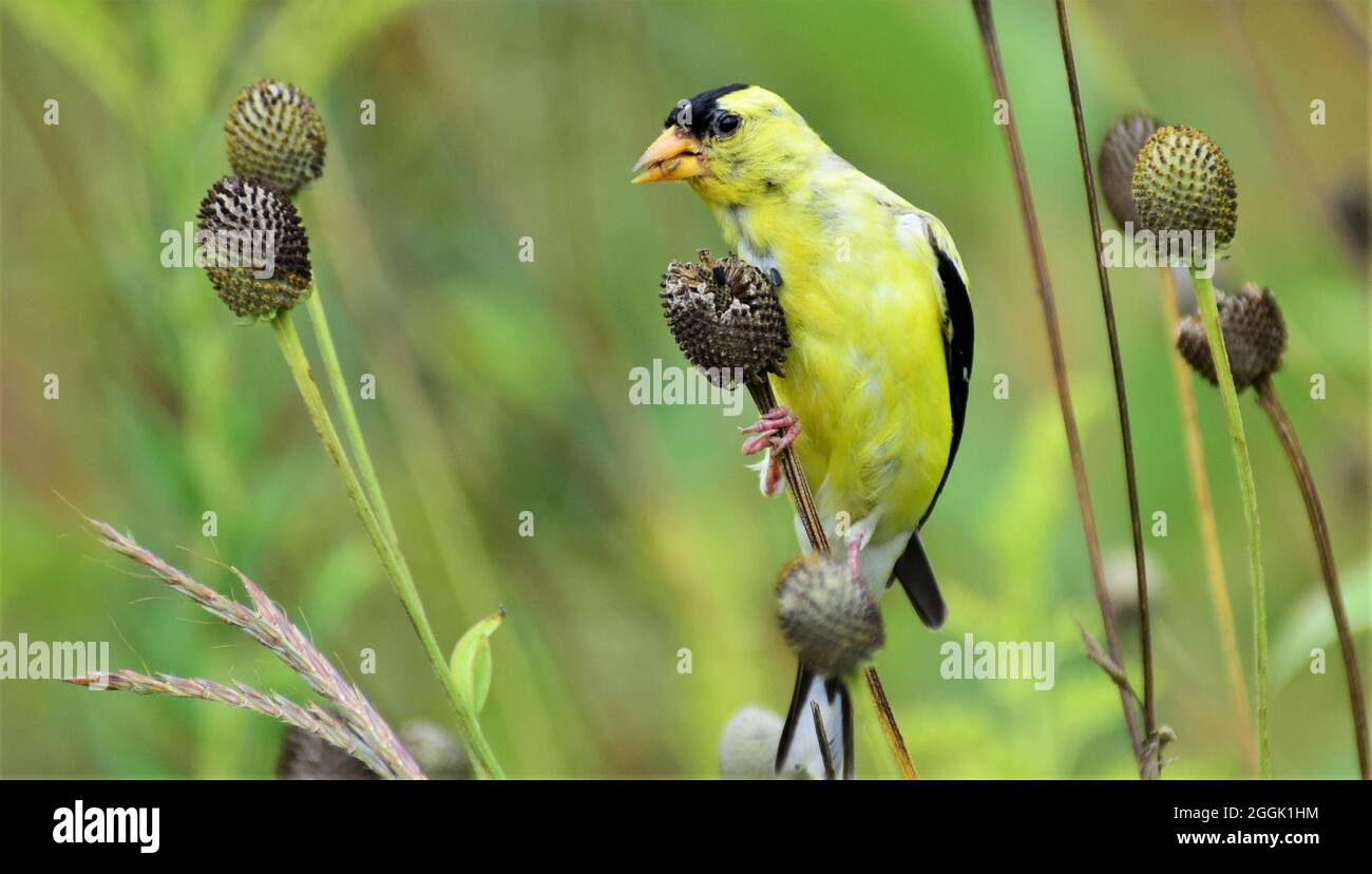 Schöner amerikanischer Goldfinch, der auf der Wiese sitzt und Samen von einer gefiederten Präriekronenpflanze isst. Stockfoto