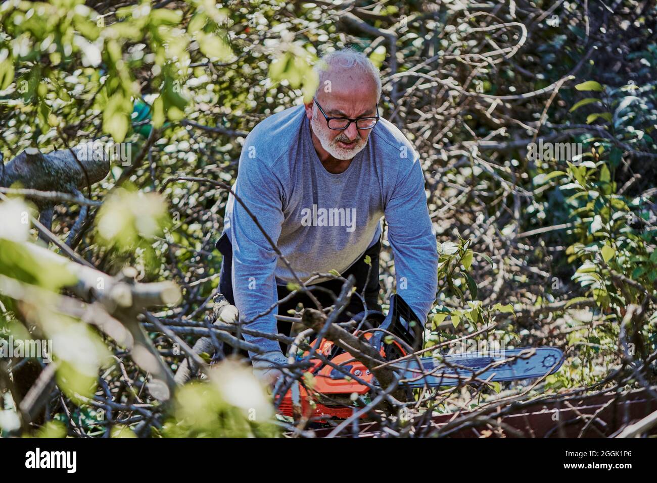 Ein alter Mann mit weißen Haaren schneidet Äste mit einer Kettensäge. Stockfoto