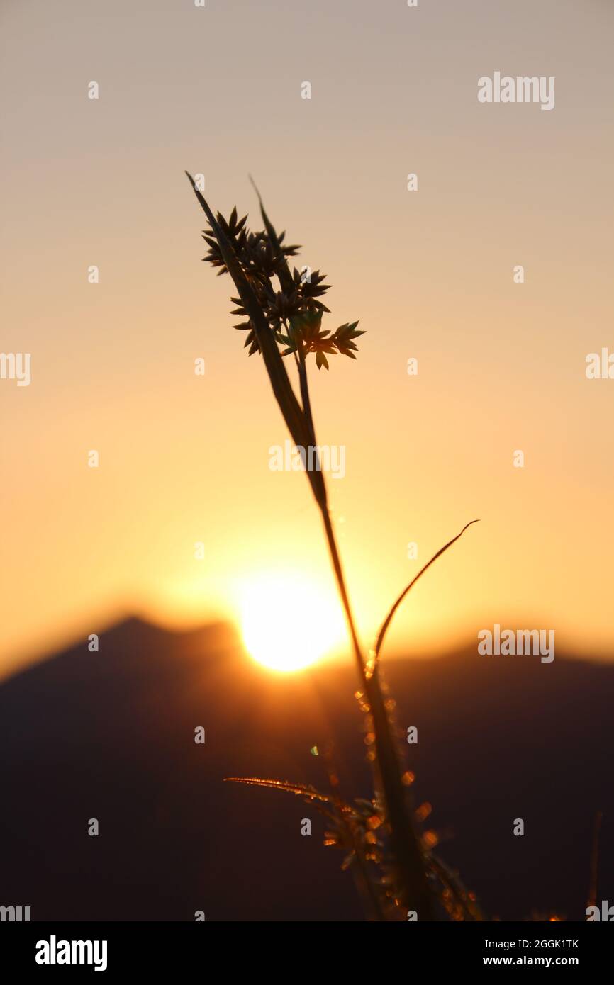 Gras, Gräser im letzten Sonnenlicht - Sonnenuntergang mit Silhouette im Hintergrund vor der untergehenden Sonne bei einer abendlichen Bergwanderung, Krün, Isartal, Oberbayern, Bayern, Deutschland, Europa Stockfoto