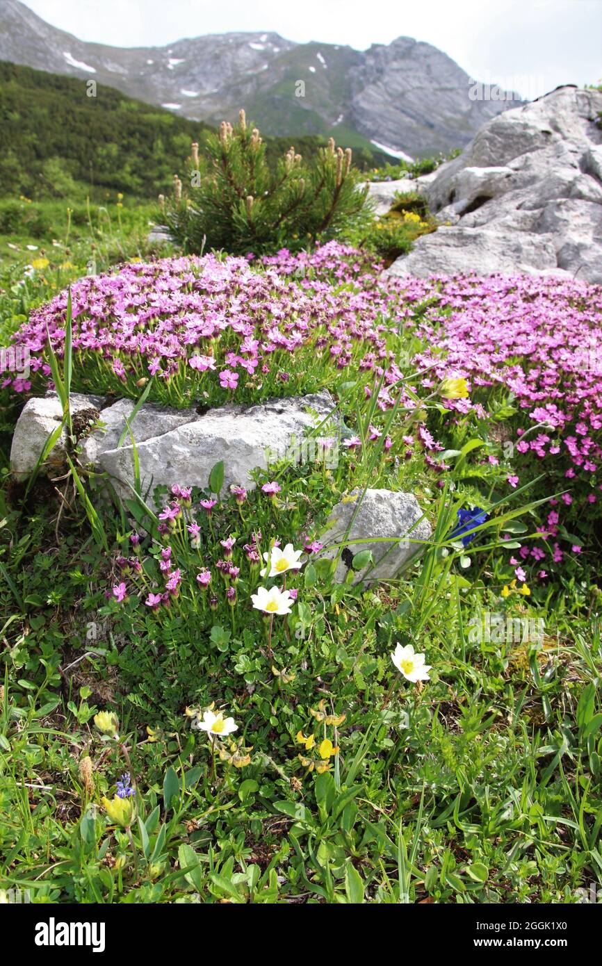 Beeindruckende Alpenblumenwiese mit Nelke oder stemless Ciliat (Silene acaulis), Bergkiefer (Pinus mugo), Weißsilberarum (Dryas octopetala), Karwendelgebirge, Tirol, Österreich vor dem Karwendelgebirge Stockfoto