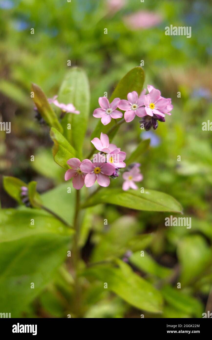 Forget-Me-Not (Myosotis) in Pink Stockfoto