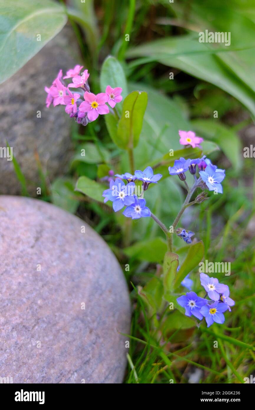 Vergissmeinnicht (Myosotis) in Blau und Rosa Stockfoto