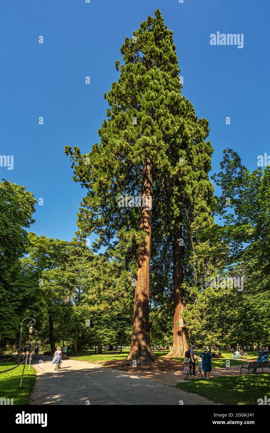 Riesige Mammutbäume im Garten Europas in Annecy. Annecy, Haute-Savoie, Auvergne-Rhône-Alpes, Frankreich, Europa Stockfoto