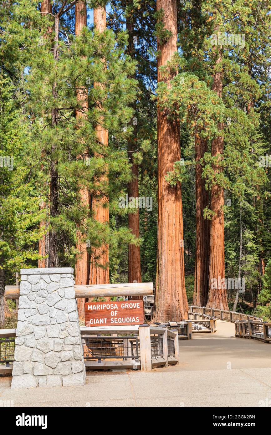 Eintritt zu Mariposa Grove, Sequoias, Yosemite National Park, California, USA, USA, Stockfoto