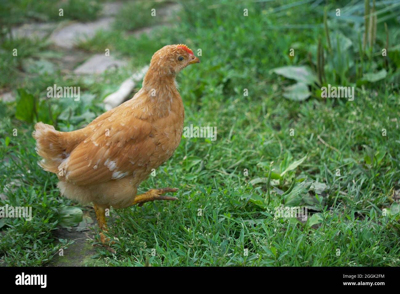 Einzelne freie braune Henne grast auf grünem Gras im Sommer sonnigen Tag. Ein kleines Junghuhn läuft frei zwischen den Gräsern. Stockfoto