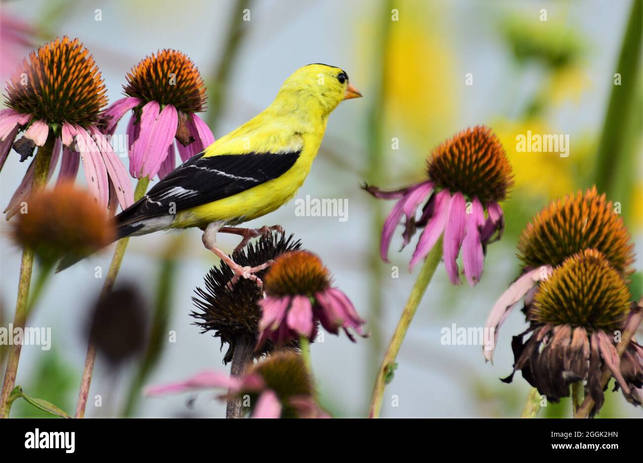 Schöner männlicher amerikanischer Goldfinch, der auf einer purpurnen Kegelblume thront. Stockfoto