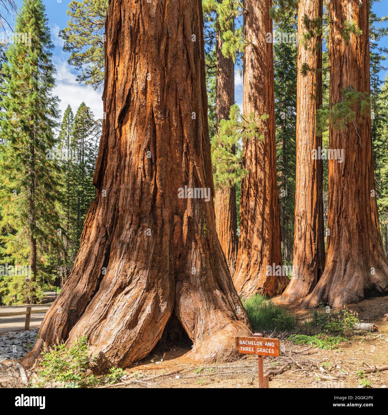 Mammutbäume in Mariposa Grove, Yosemite National Park, California, USA, Stockfoto
