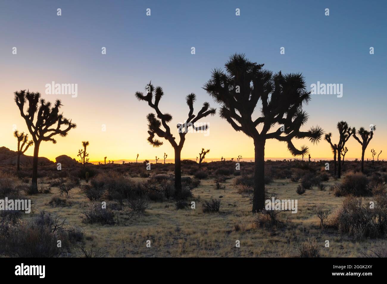 Joshua Tree (Yucca brevifolia), Sternenhimmel, Joshua Tree National Park, Mojave Desert, Kalifornien, USA, USA Stockfoto