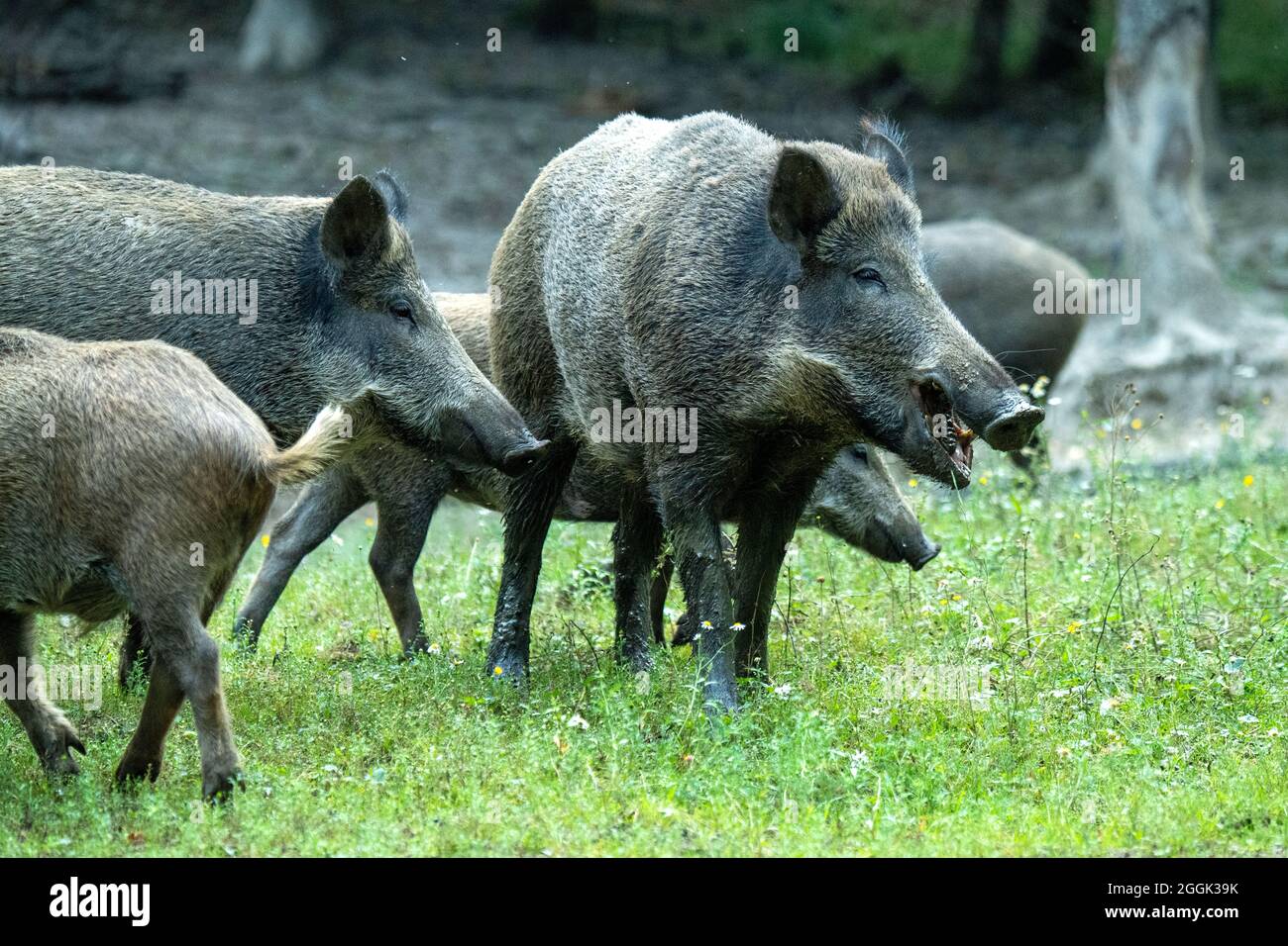 Saugt in den Schwelfund Stockfoto