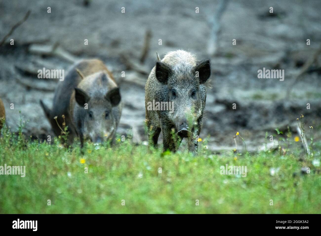 Saugt in den Schwelfund Stockfoto