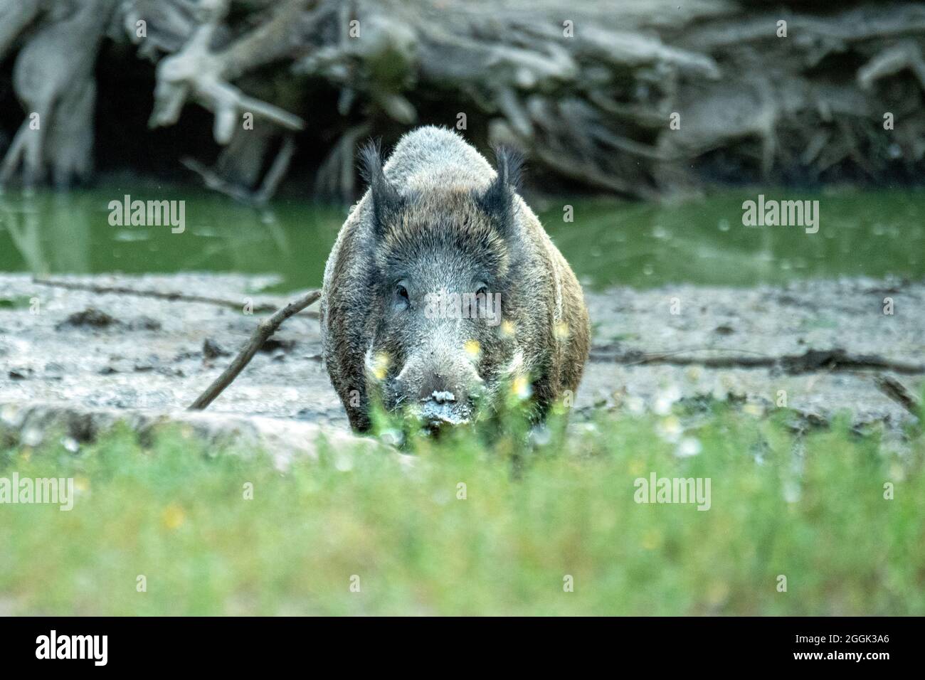 Saugt in den Schwelfund Stockfoto