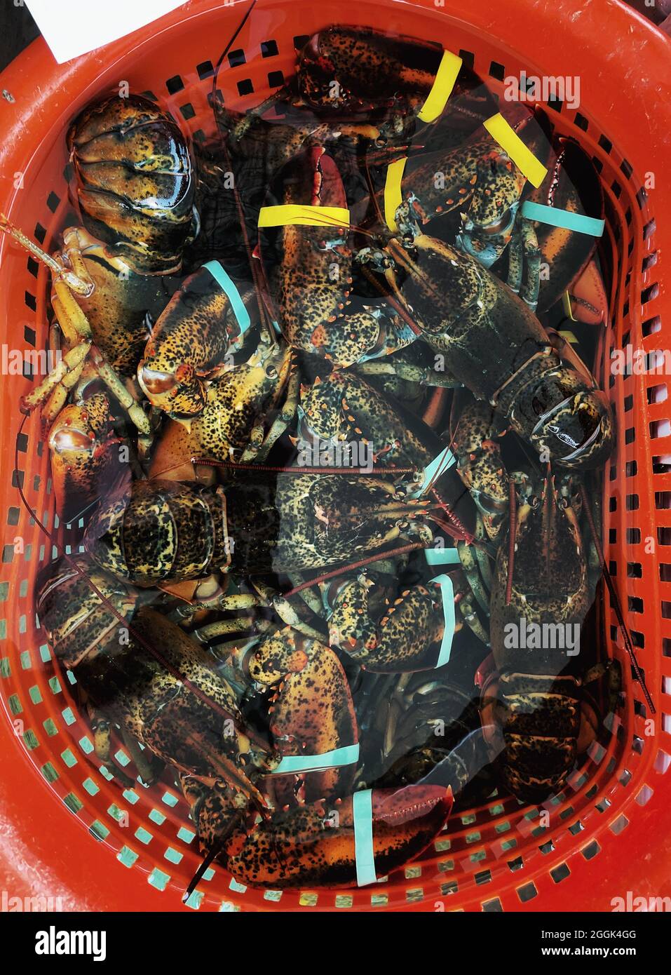 In Perry’s Lobster Shack, einer Baracke am Wasser, werden Hummer und Meeresfrüchte serviert. Stockfoto