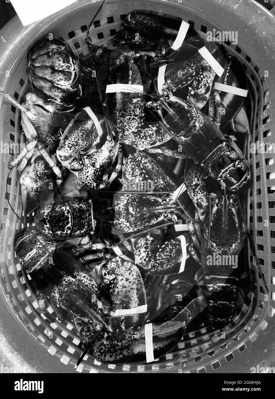 In Perry’s Lobster Shack, einer Baracke am Wasser, werden Hummer und Meeresfrüchte serviert. Stockfoto