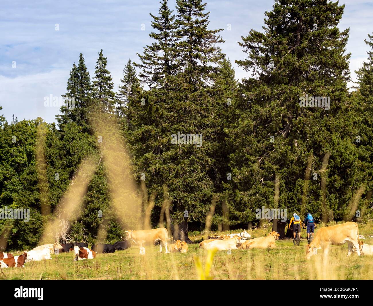 Mountainbiker auf Singletrails im nördlichen Teil des Vercors, Departement Auvergne-Rhones-Alpes Stockfoto