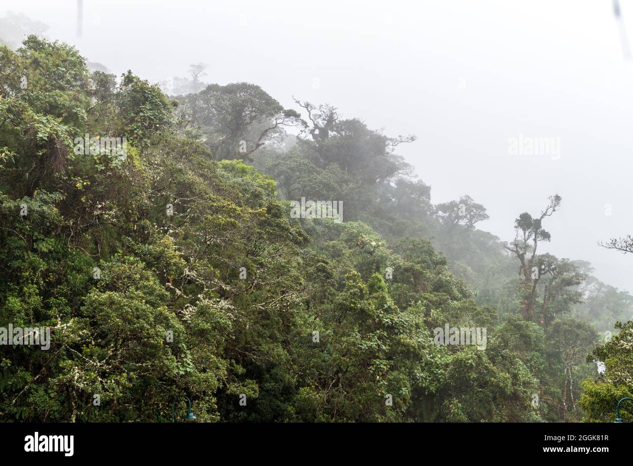 Humider Nebelwald Fotos Und Bildmaterial In Hoher Aufl sung Alamy humider-nebelwald-fotos-und-bildmaterial-in-hoher-aufl-sung-alamy