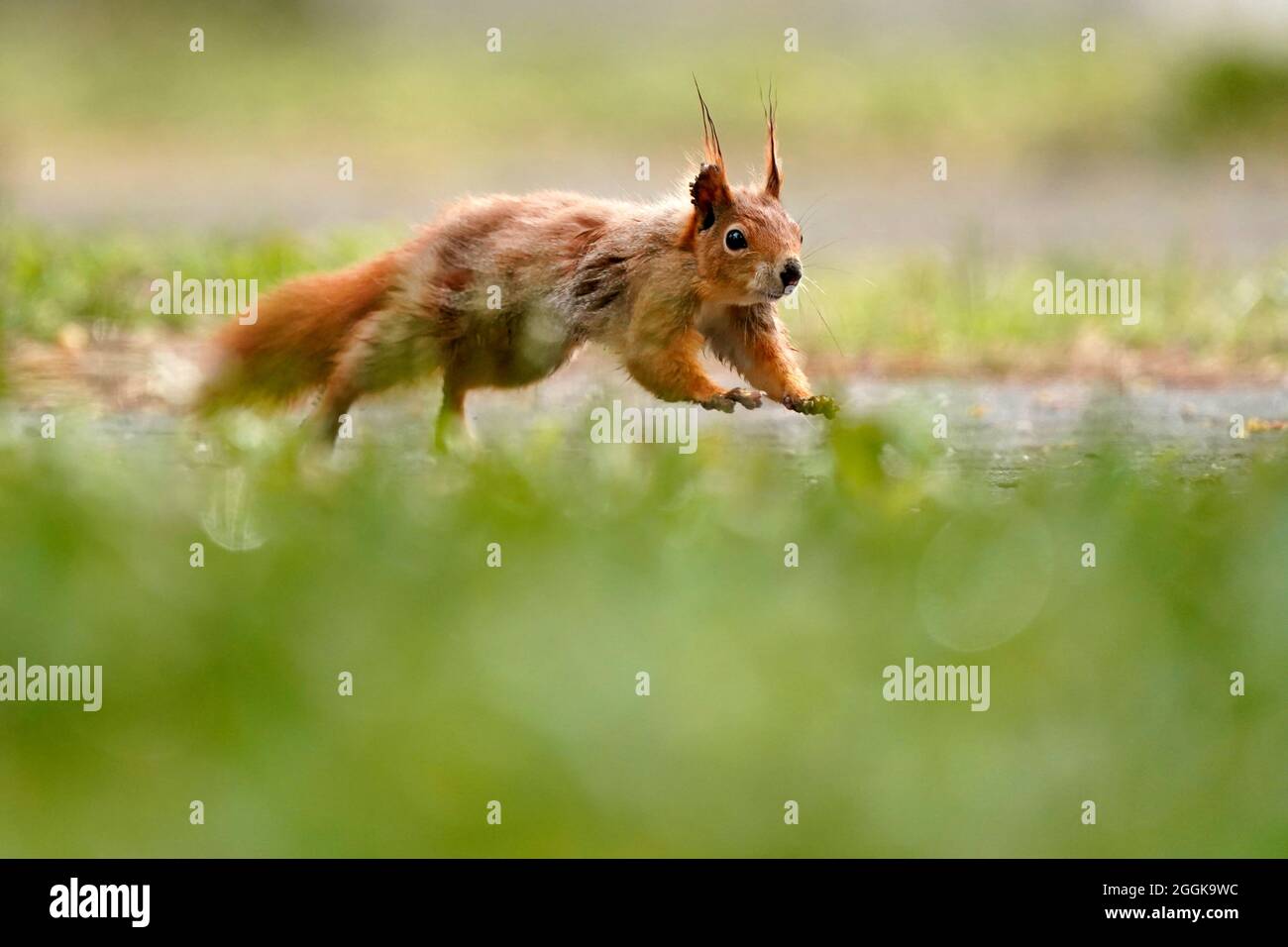 Rotes Eichhörnchen (Sciurus vulgaris) auf Nahrungssuche, Deutschland, Stockfoto Rotes Eichhörnchen (Sciurus vulgaris) auf Nahrungssuche, Deutschland, Stockfoto