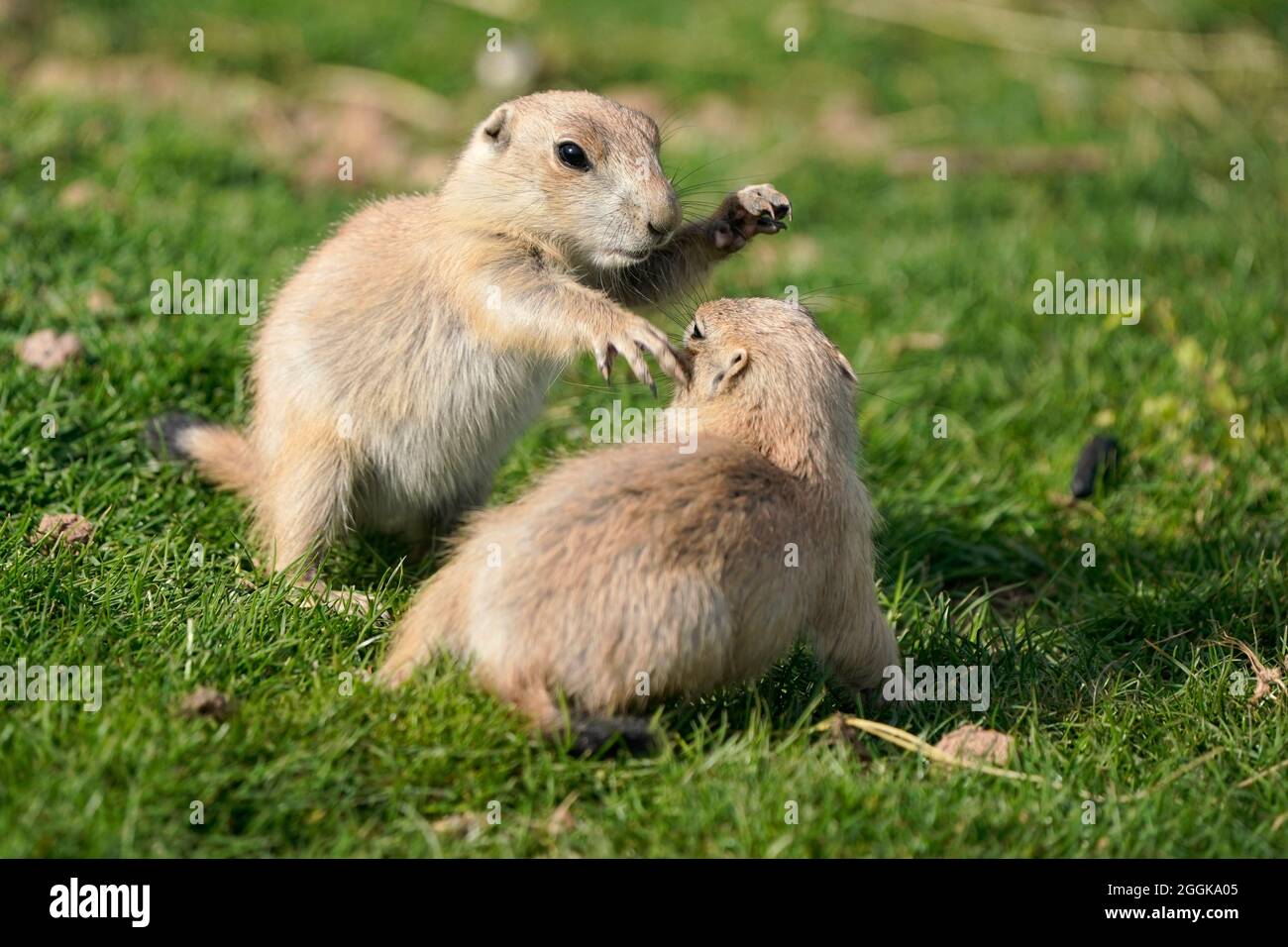 Schwarzschwanz-Präriehund (Cynomy ludovicianus) spielende Jungtiere, Deutschland Stockfoto