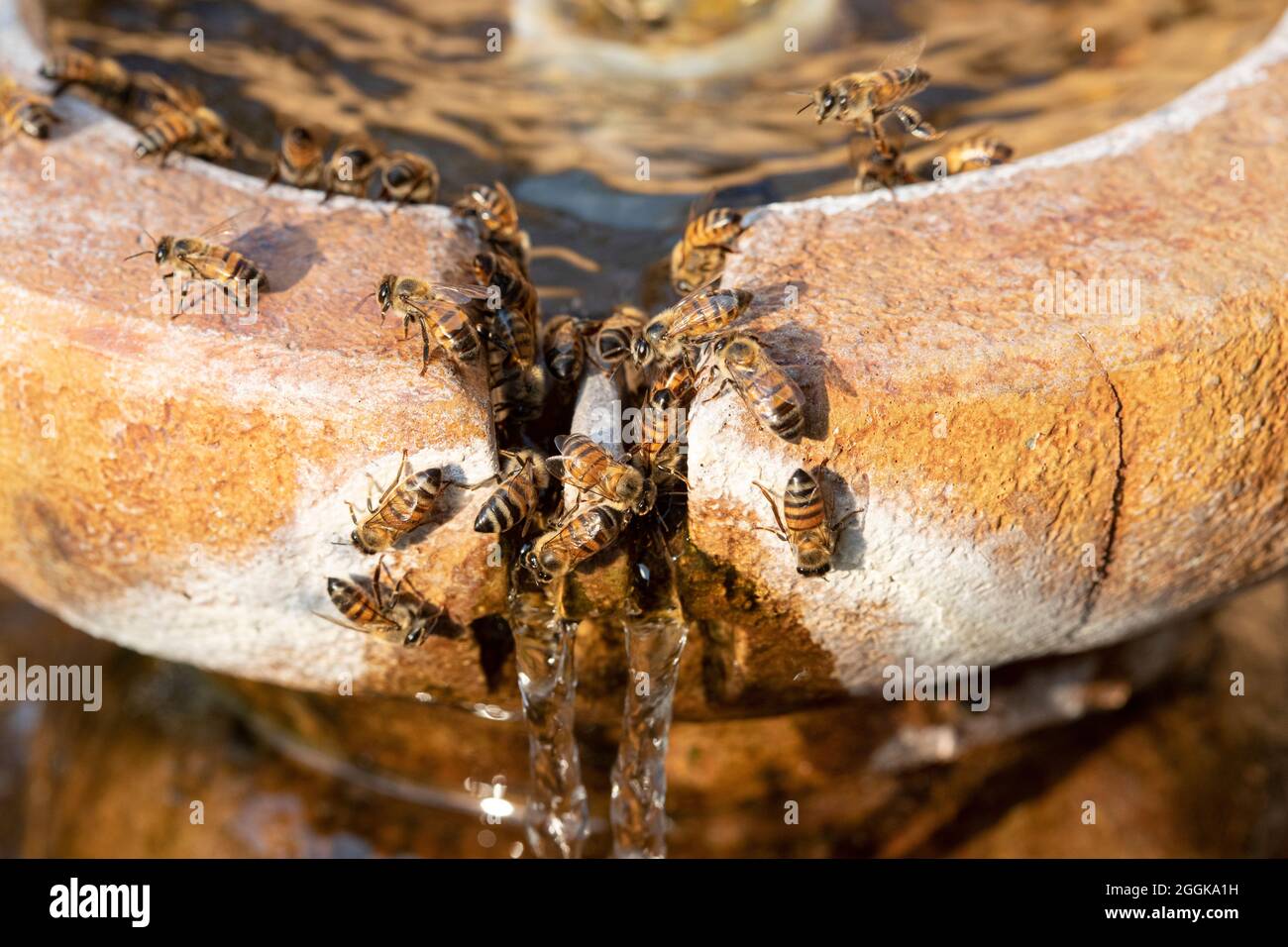 Honigbienen sammeln Wasser aus einem Brunnen, um es an einem heißen Sommertag in Süd-Arizona, USA, zum Bienenstock zurückzubringen Stockfoto