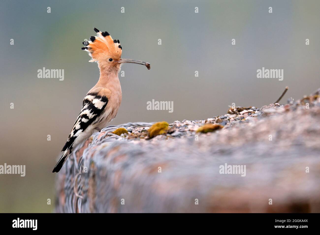 Wiedehopf (Upupa epops) mit Lebensmitteln an der Wand, Deutschland, Stockfoto Wiedehopf (Upupa epops) mit Lebensmitteln an der Wand, Deutschland, Stockfoto