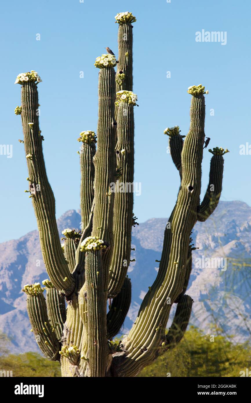 Blühender Saguaro Kaktus (Carnegiea gigantea), Catalina-Berge in der Ferne, Tucson, Arizona, USA Stockfoto