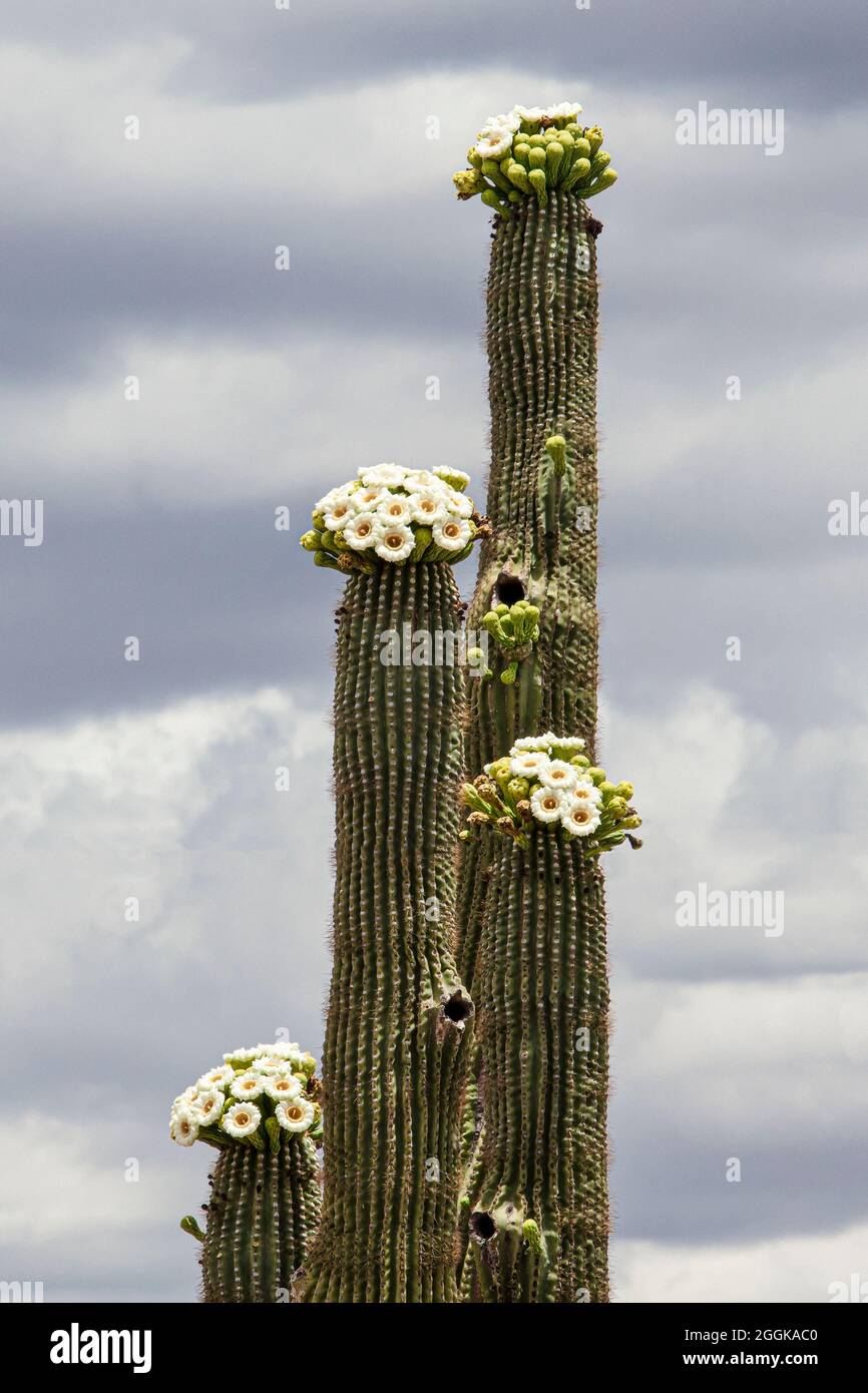 Blooming Saguaro Cactus (Carnegiea gigantea), Tucson, Arizona, USA Stockfoto