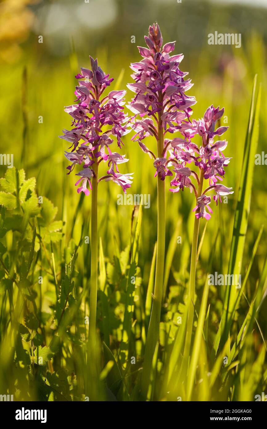 Helm-Orchidee, Orchis militaris Stockfoto