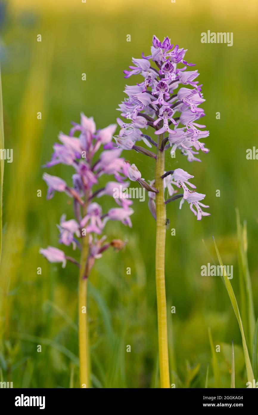 Helm-Orchidee, Orchis militaris Stockfoto