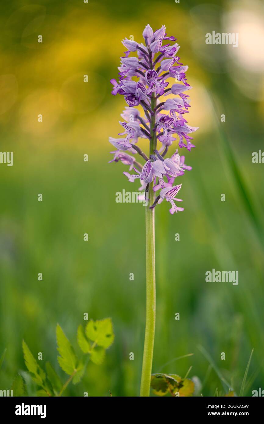 Helm-Orchidee, Orchis militaris Stockfoto