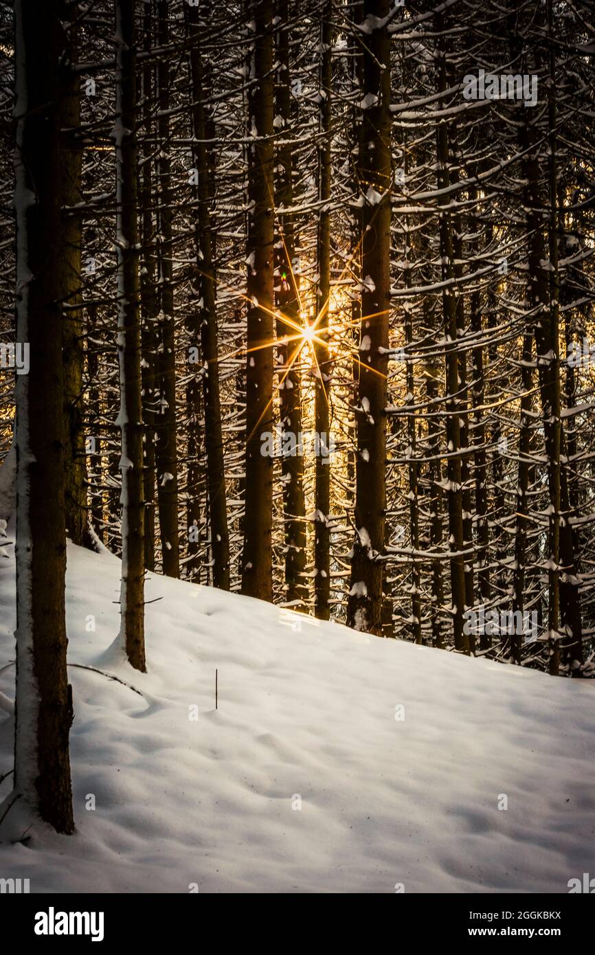 Sonne im Winterwald Stockfoto