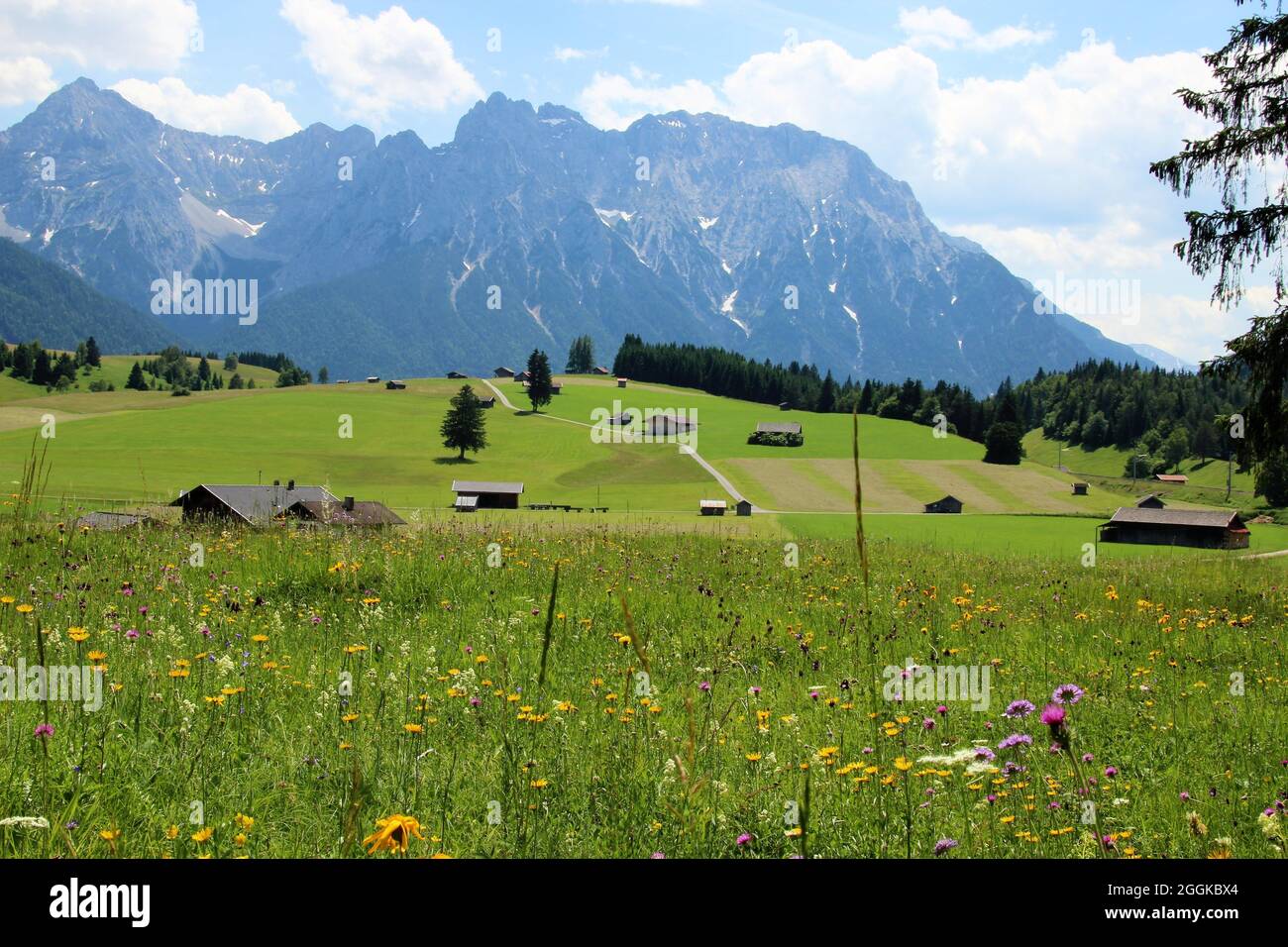 Blumenwiese mit Arnika (Arnica montana), Säulchen, Bergklee (Trifolium montanum), Wildziegenhaiskern (Tragopogon pratensis), Distel (cirsium) und vielen anderen Blumen auf den Buckelwiesen bei Mittenwald, Deutschland, Bayern, Oberbayern, Werdenfelser Land, Karwendelgebirge im Hintergrund Stockfoto