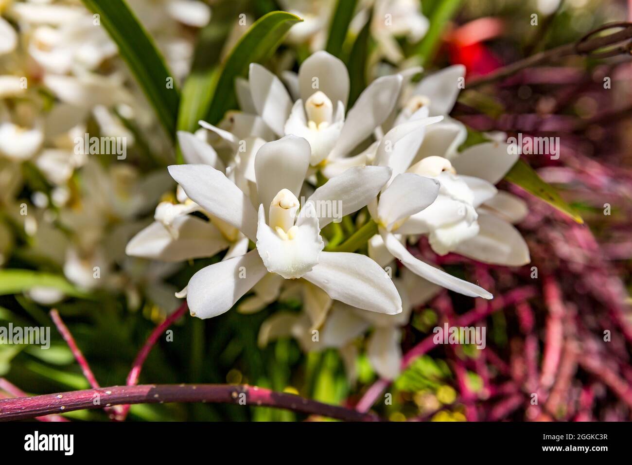 Weiße Orchidee, Blumenhalle, Inspiration Natur, Landesgartenschau, Ingolstadt 2020, Neue Bezeichnung 2021, Ingolstadt, Bayern, Deutschland, Europa Stockfoto