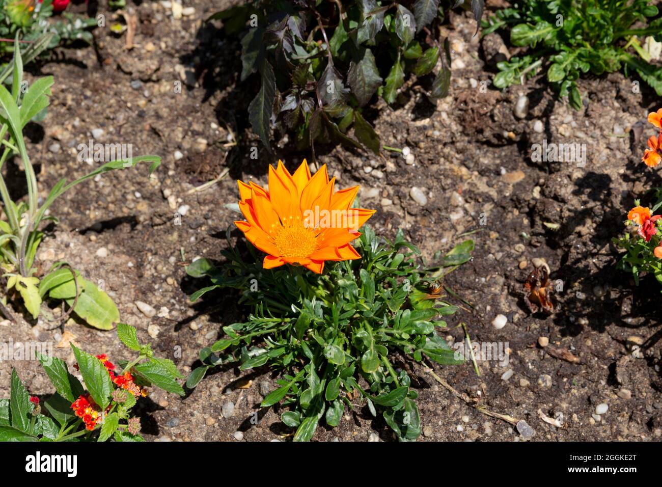 Substrauch Gazanie, Gazania rigens, Inspiration Nature, Landesgartenschau, Ingolstadt 2020, Neue Bezeichnung 2021, Ingolstadt, Bayern, Deutschland, Europa Stockfoto