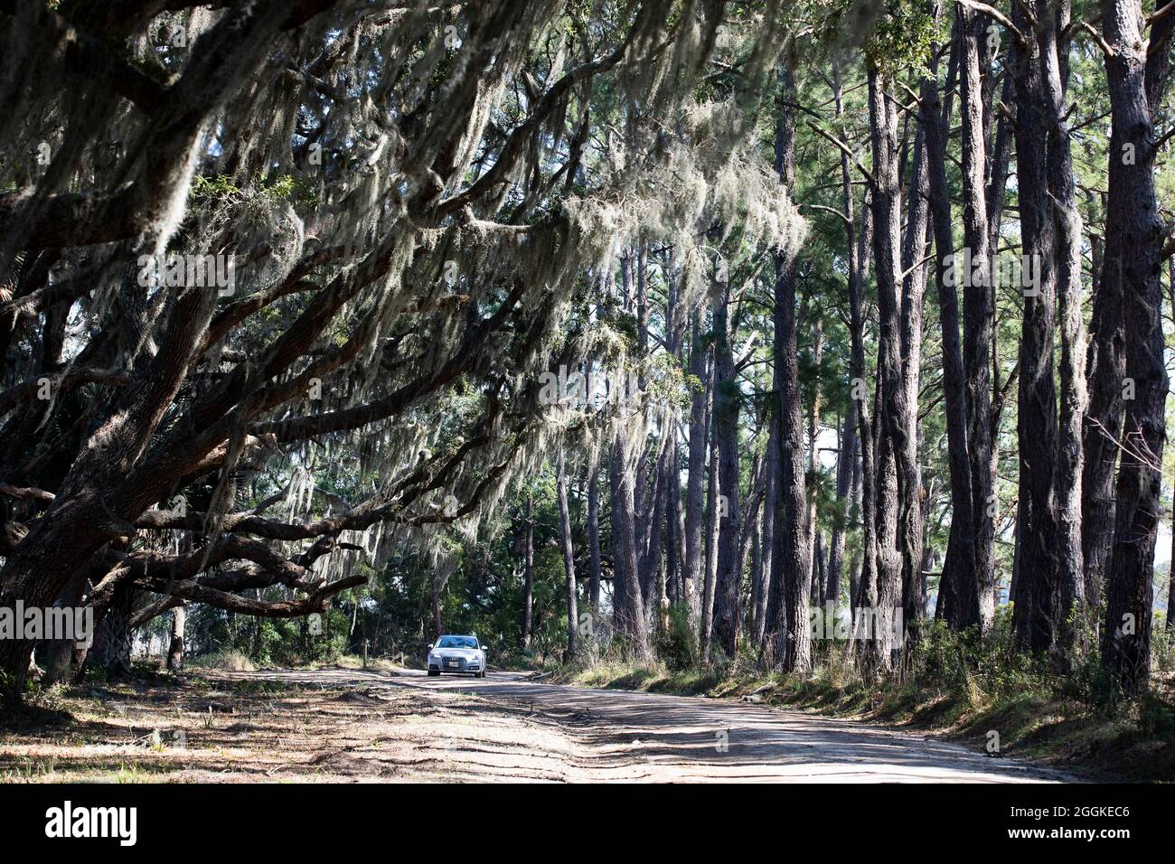 Botany Bay Plantation in Edisto Island, South Carolina. Stockfoto