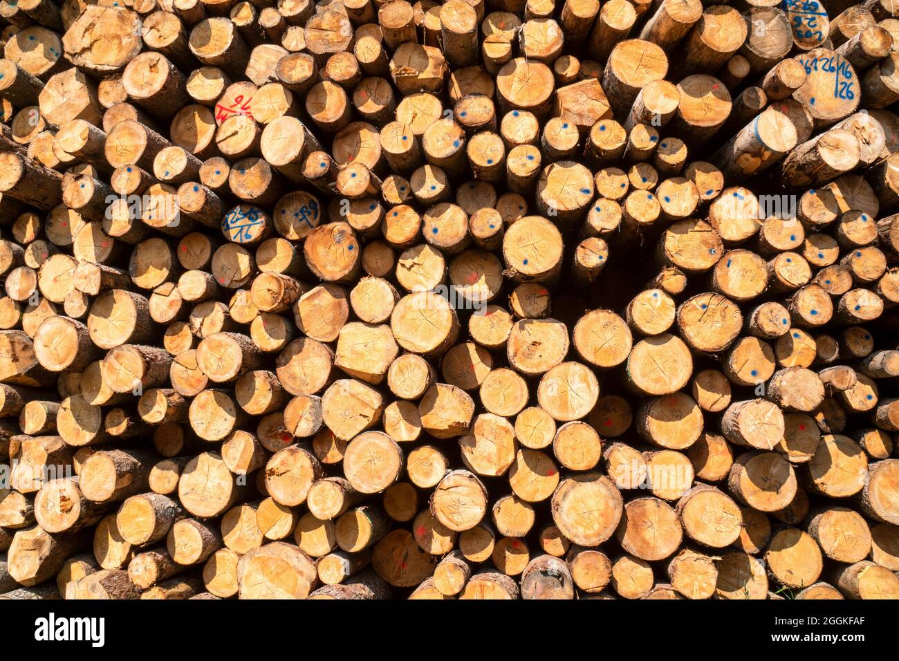 Holzlagerplatz für Baumstämme Stockfoto