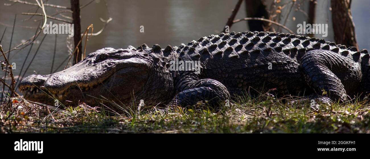Alligator in Botany Bay auf der Edisto Island, South Carolina. Stockfoto