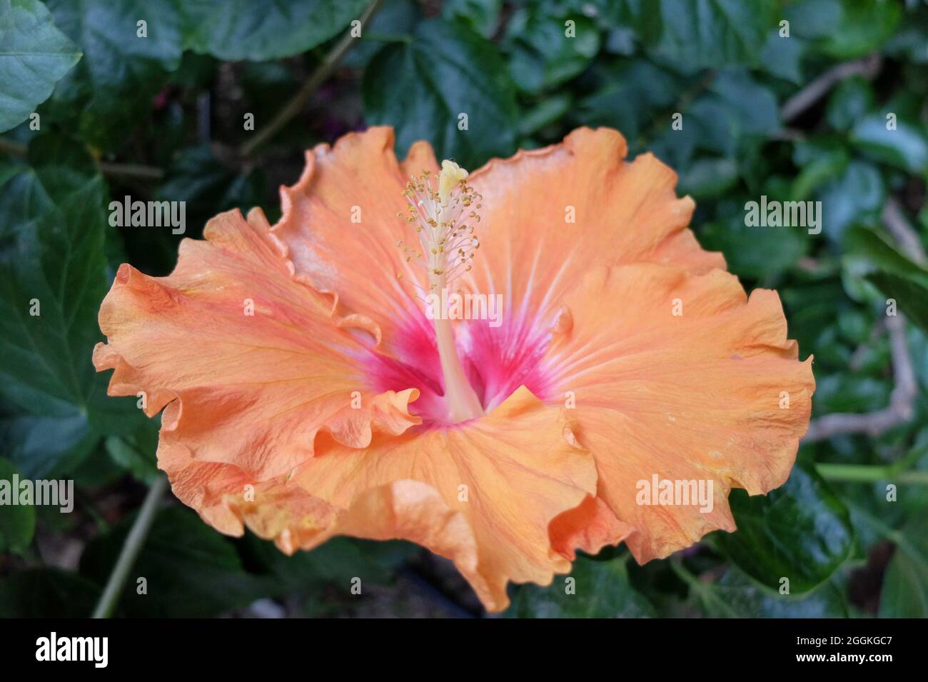 Der Rose Hibiscus (Hibiscus rosa-sinensis) „Sommersonne“ Stockfoto