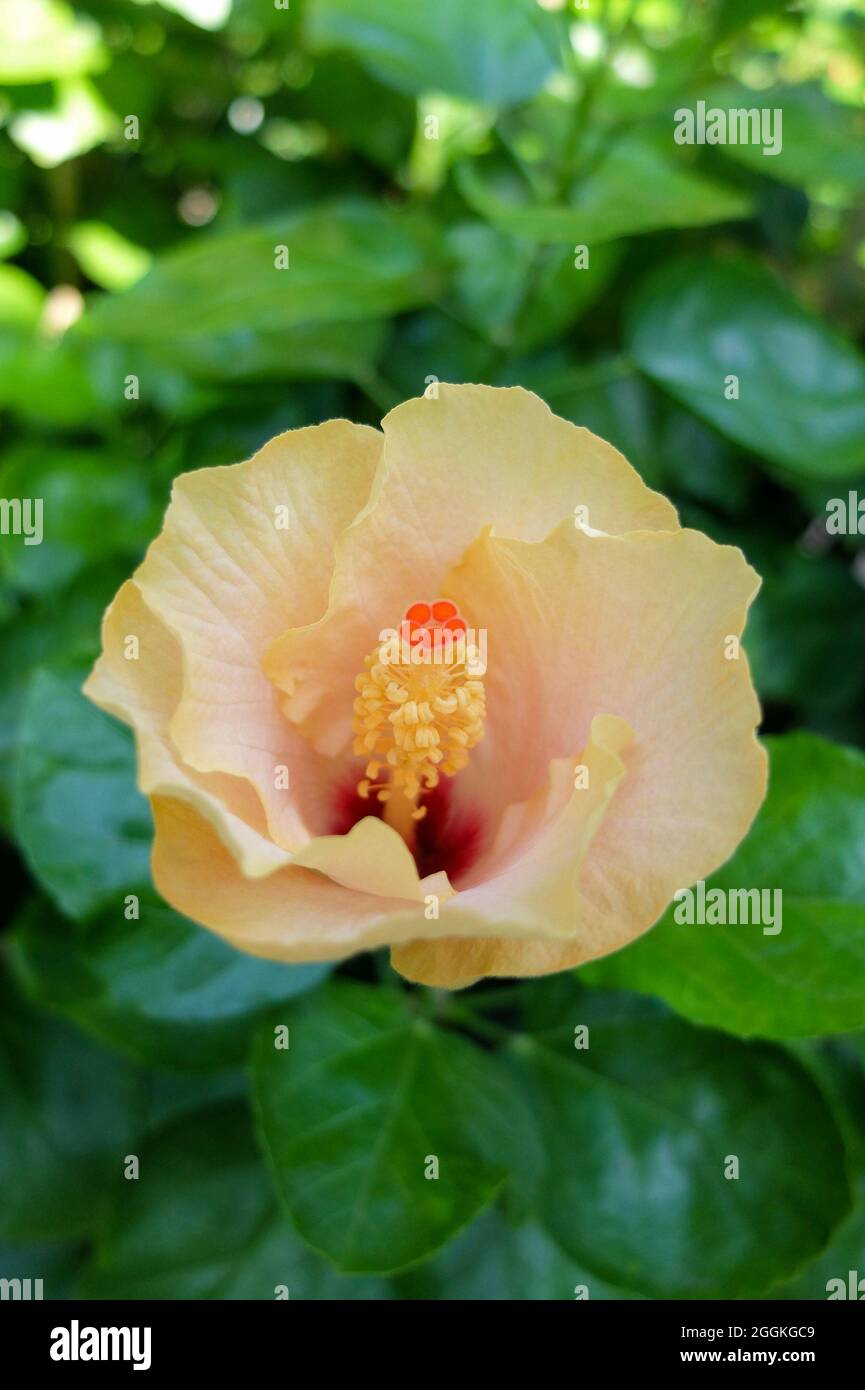 Der Rose Hibiscus (Hibiscus rosa-sinensis) 'Cherie' Stockfoto