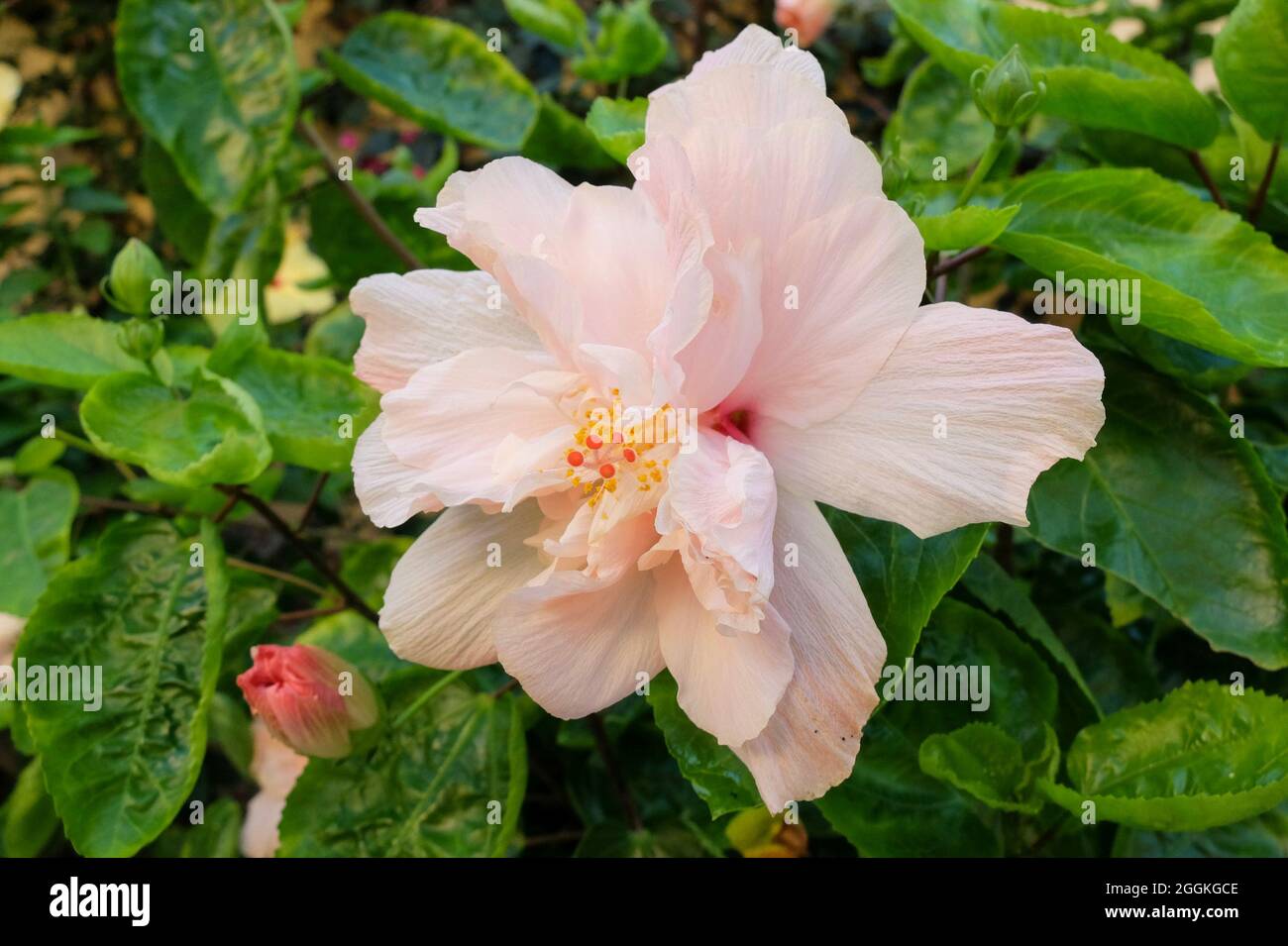 Der Rose Hibiscus (Hibiscus rosa-sinensis), Doppelblüte Stockfoto