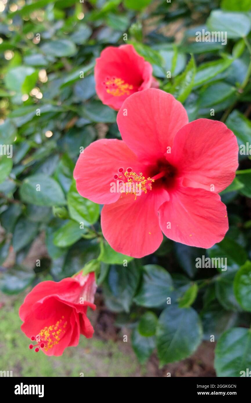 Der Rose Hibiscus (Hibiscus rosa-sinensis) „Scharlachiger Riese“ Stockfoto