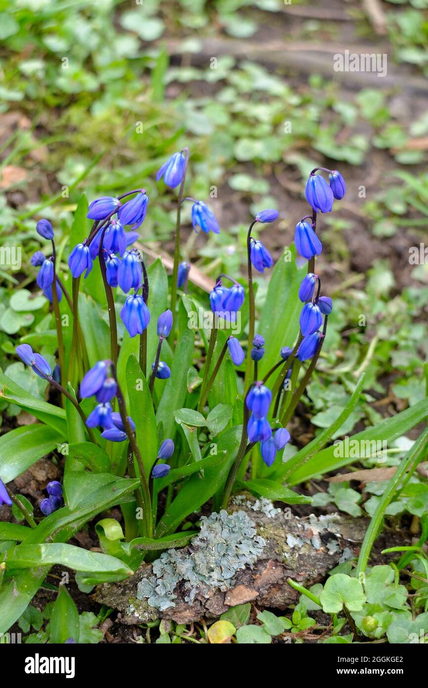 Der sibirische Squill (Scilla siberica) Stockfoto