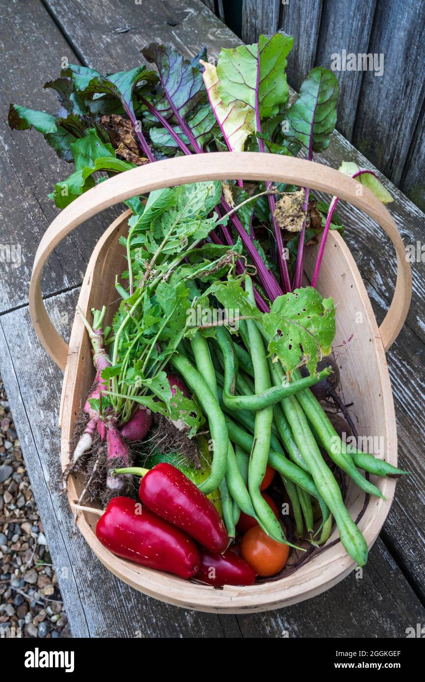 Ein Trug, der gepflücktes, selbst angebautes Gemüse aus dem Gemüsegarten oder der Zuteilung enthält. Stockfoto