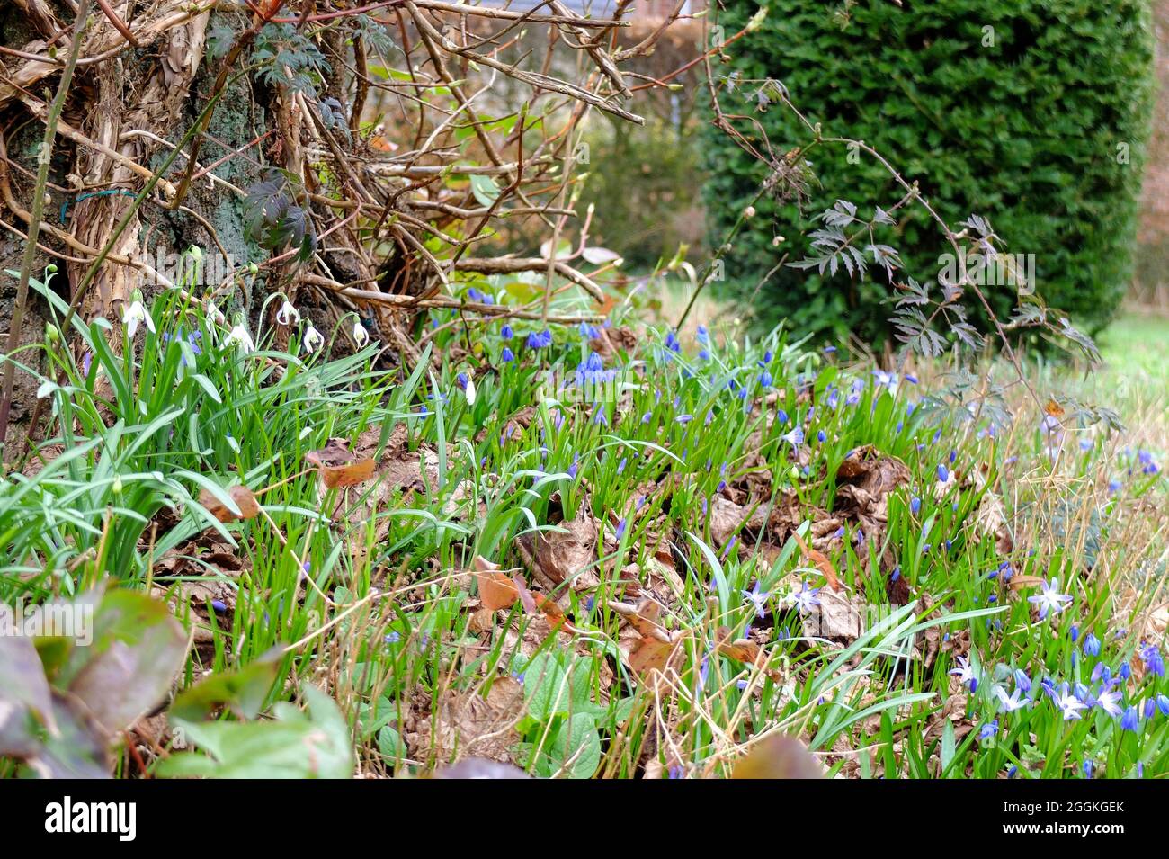 Der sibirische Squill (Scilla siberica) Stockfoto