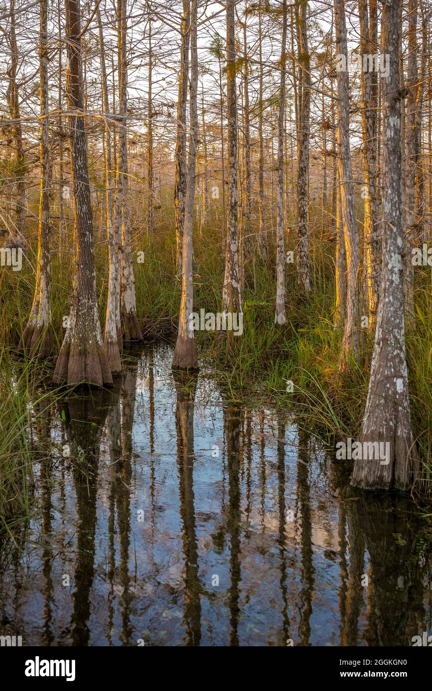 Zwerg Cypress Wald. Die Everglades National Park. Florida. USA. Stockfoto